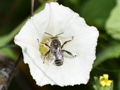 Diadasia bituberculata