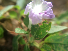 Ruellia repens