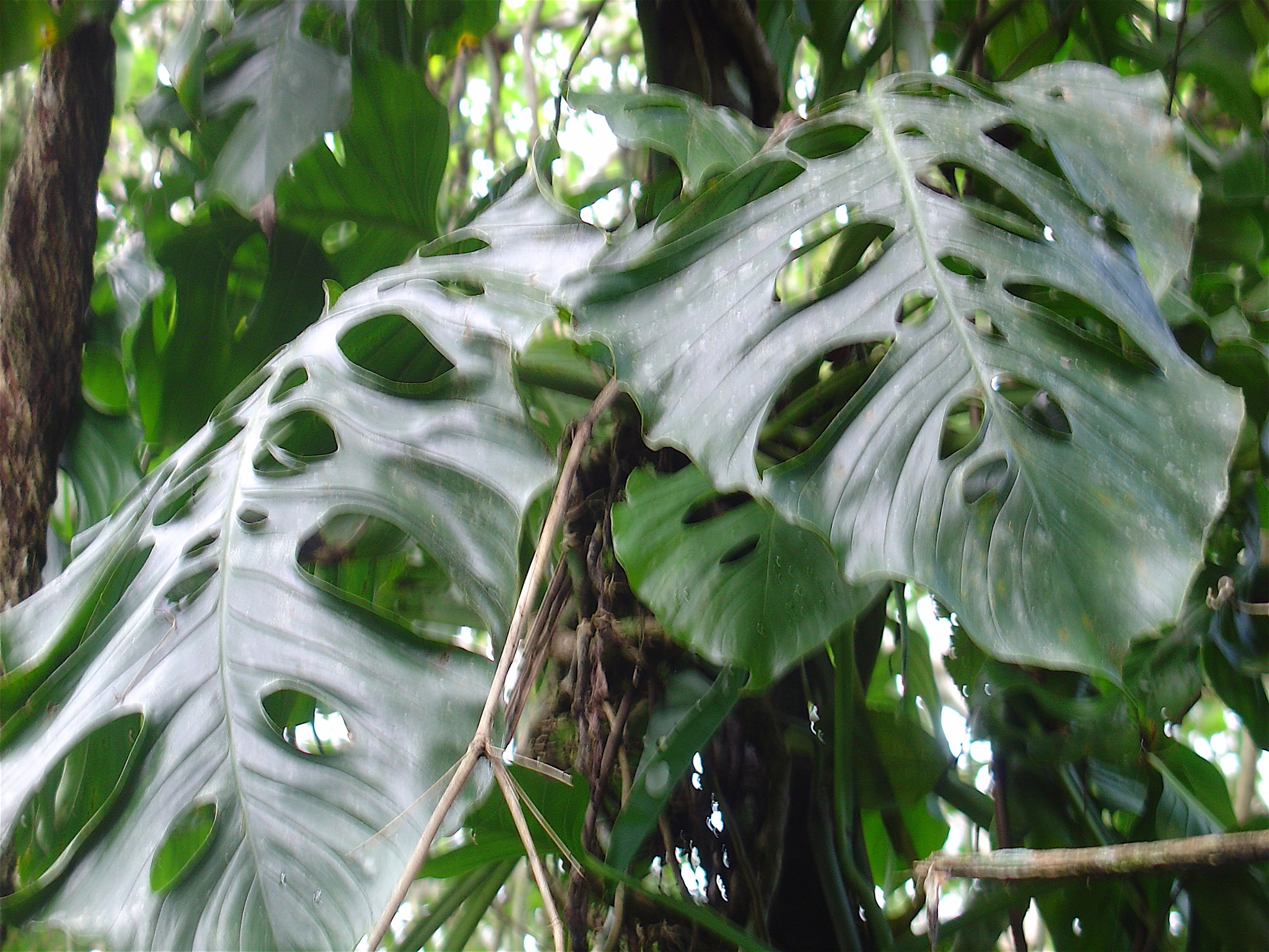 Monstera acacoyaguensis