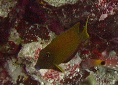 Ctenochaetus cyanocheilus