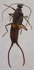Spongiphora croceipennis