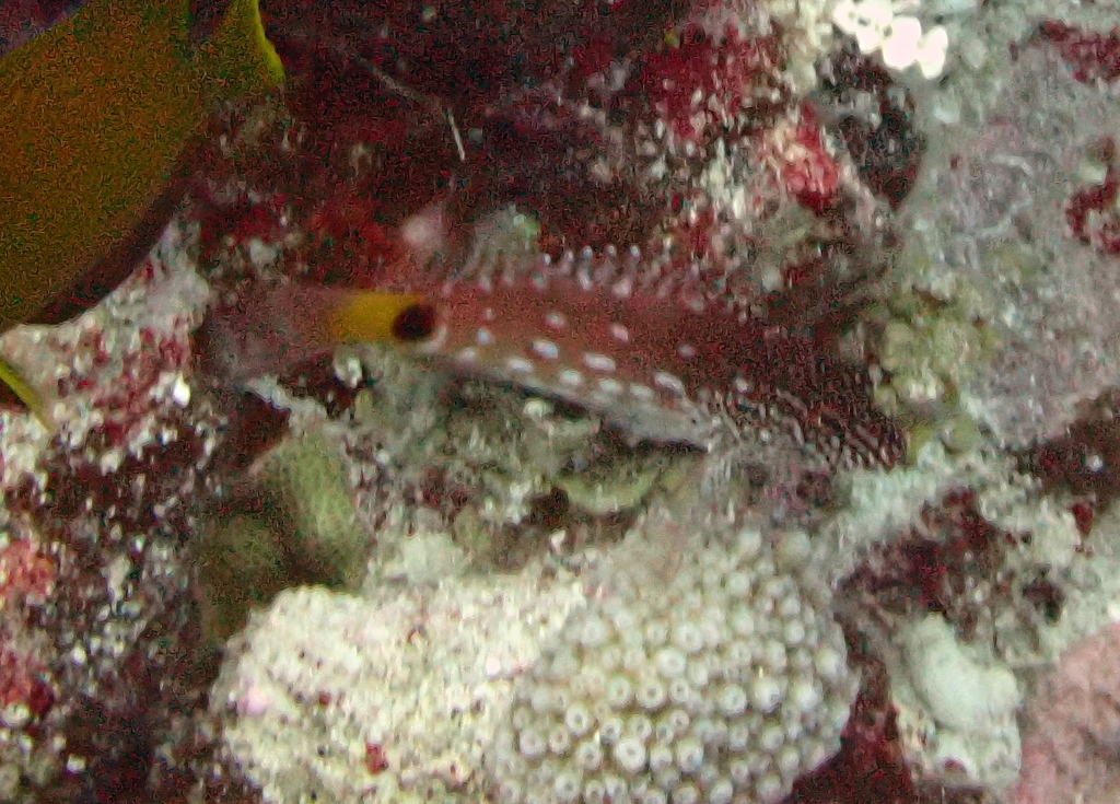 Hubbard's Hawkfish