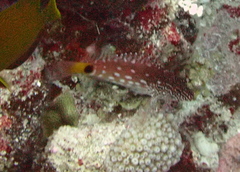 Hubbard's Hawkfish photo 2