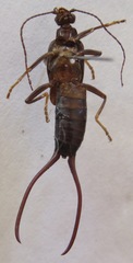 Spongiphora croceipennis