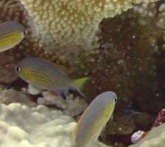 Pycnochromis vanderbilti