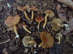 Stropharia acanthostipitata
