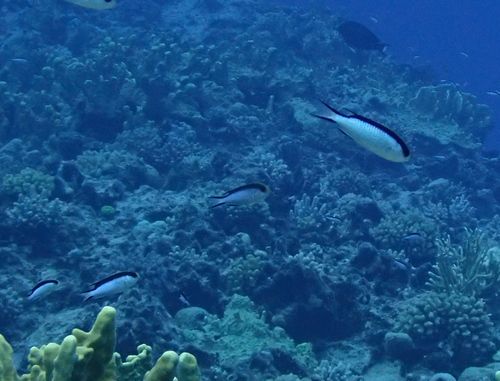 Tahitian Reef-damsel
