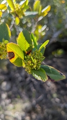 Rhamnus pirifolia