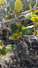 Rhamnus pirifolia