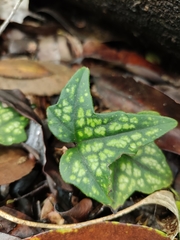 Knowltonia hepaticifolia