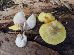 Pluteus chrysaegis