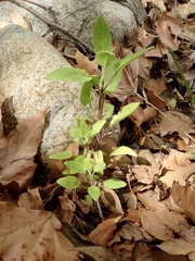 Stachys rigida rigida