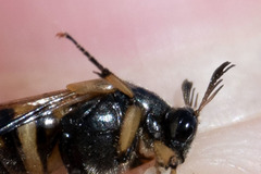 Ripiphorus rex