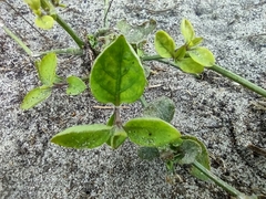 Salpichroa origanifolia