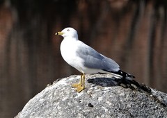 Larus delawarensis