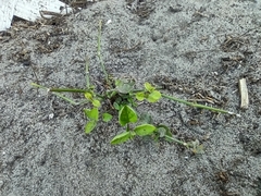 Salpichroa origanifolia