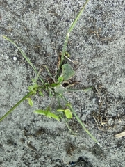 Salpichroa origanifolia