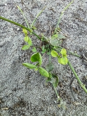 Salpichroa origanifolia