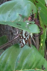 Ariconias glaphyra