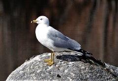 Larus delawarensis