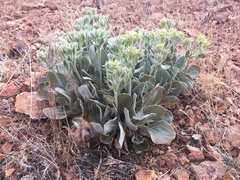 Eriogonum robustum