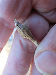 Epiblema rudei