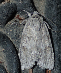 Acronicta impleta