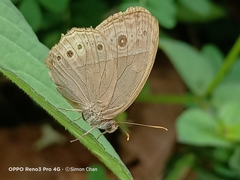 Mycalesis perseoides