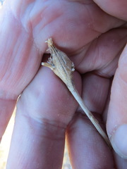 Epiblema rudei