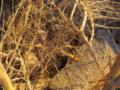 Epiblema rudei