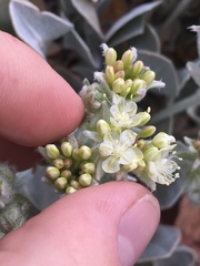 Eriogonum robustum