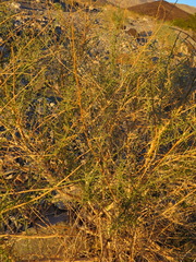 Epiblema rudei