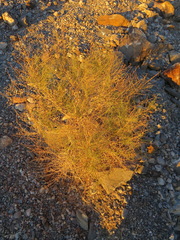 Epiblema rudei