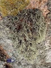 Ramalina tenella