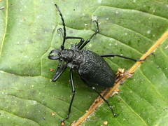 Psalidognathus modestus