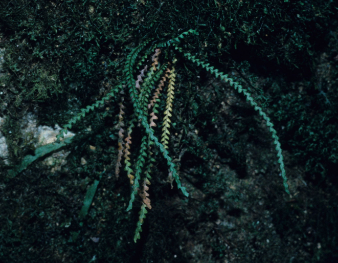 Xiphopterella hieronymusii