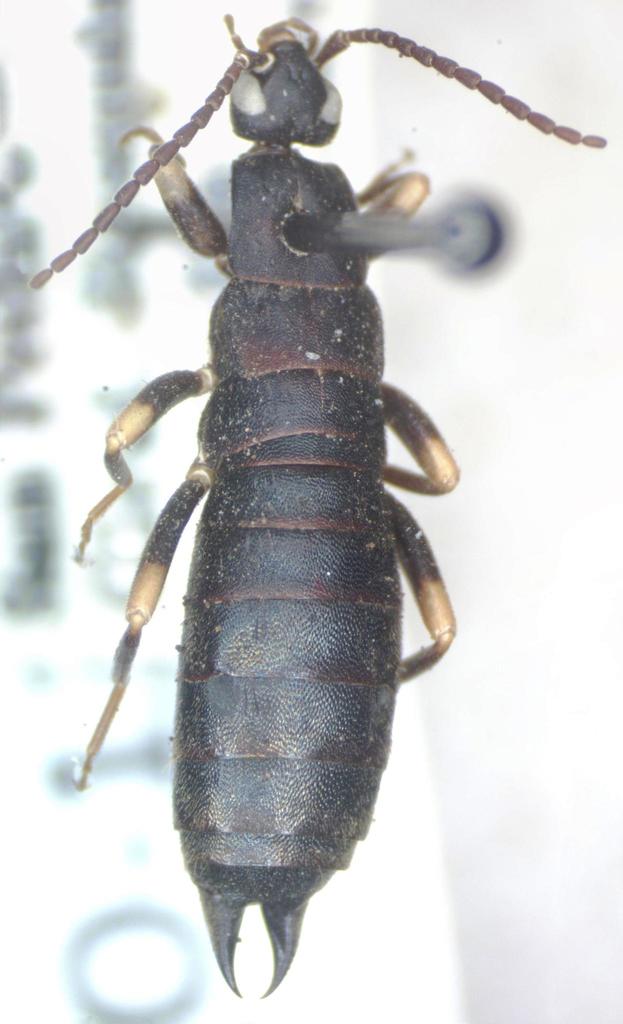 Ctenisolabis mahunkai
