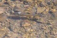 Campostoma oligolepis