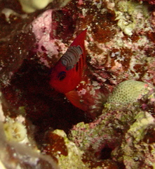 Centropyge loriculus