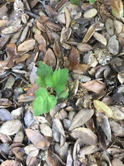 Rubus × loganobaccus