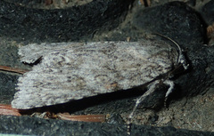 Acronicta impleta