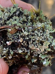 Cladonia dahliana