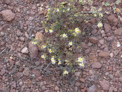 Thymophylla concinna