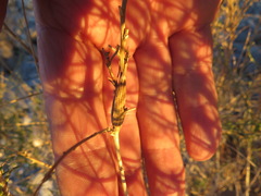 Epiblema rudei