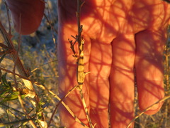 Epiblema rudei