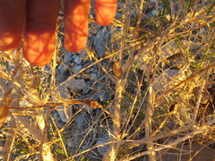 Epiblema rudei