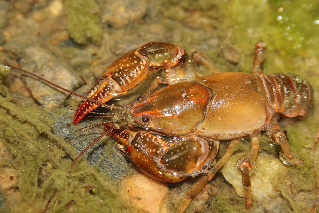 Devil Crayfish