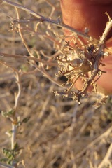 Procecidochares kristineae