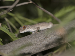 Strophurus intermedius