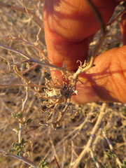 Procecidochares kristineae